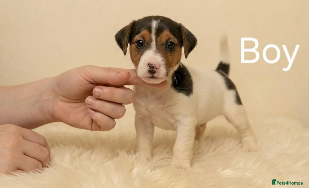 Jack Russell dogs for sale: Jack russell pups - Advert 9