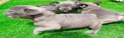 French Bulldog dogs for sale: Blue French bulldog puppies  - Advert 12
