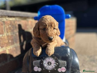Labradoodle dogs - Advert 1