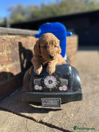 Labradoodle dogs - Advert 1