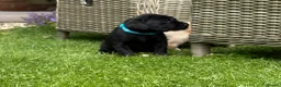 Labrador Retriever dogs for sale: Healthy puppies waiting loved by a new family  in Cheltenham - Advert 10