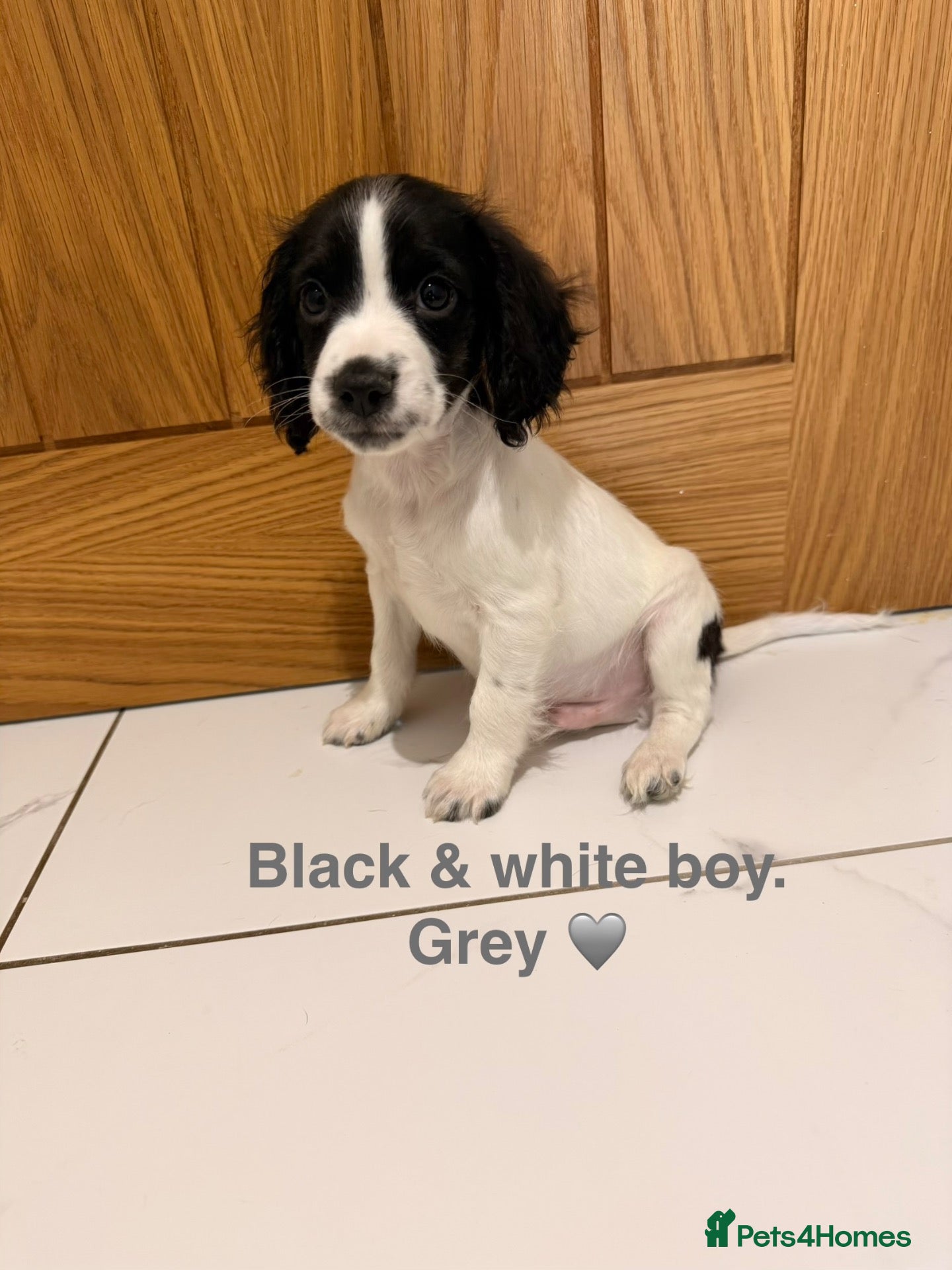 Cockapoo dogs ⭐ READY NOW ⭐ 1 BOY! Beautiful Cockapoo puppies.  - Advert 13