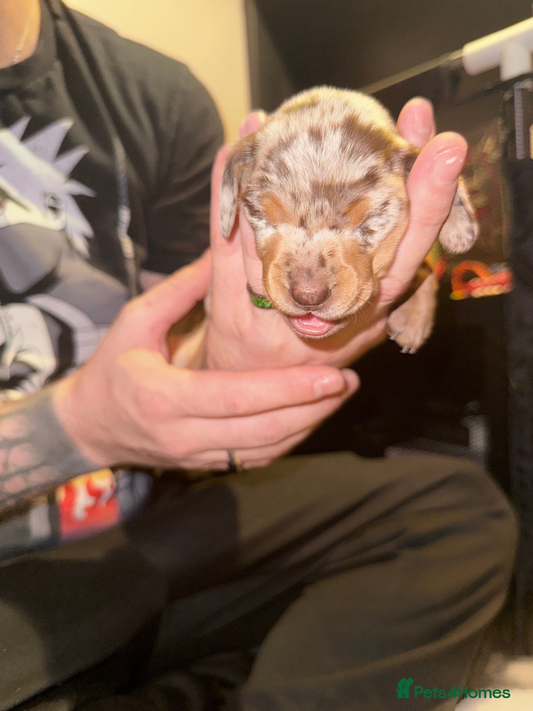 Mixed Breed dogs for sale: Adorable Daschund x spaniel pups  - Advert 10