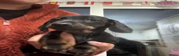 Miniature Dachshund dogs for sale: Dachshund mini puppies  in Hastings - Advert 11