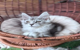 Maine Coon cats for sale: ✨🌟Beautiful The last little boy Maine Coon 😻🌟✨ - Image 1