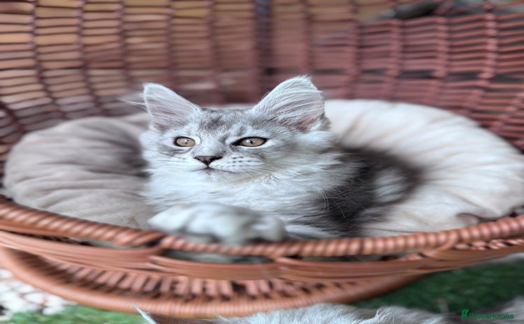 Maine Coon cats - Advert 2