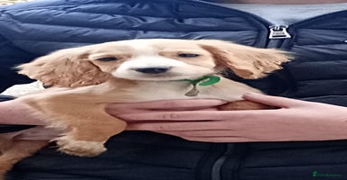 Cocker Spaniel dogs - Advert 10