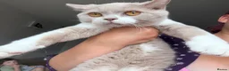 British Shorthair cats for sale: British shorthair fawn bicolour  - Advert 2