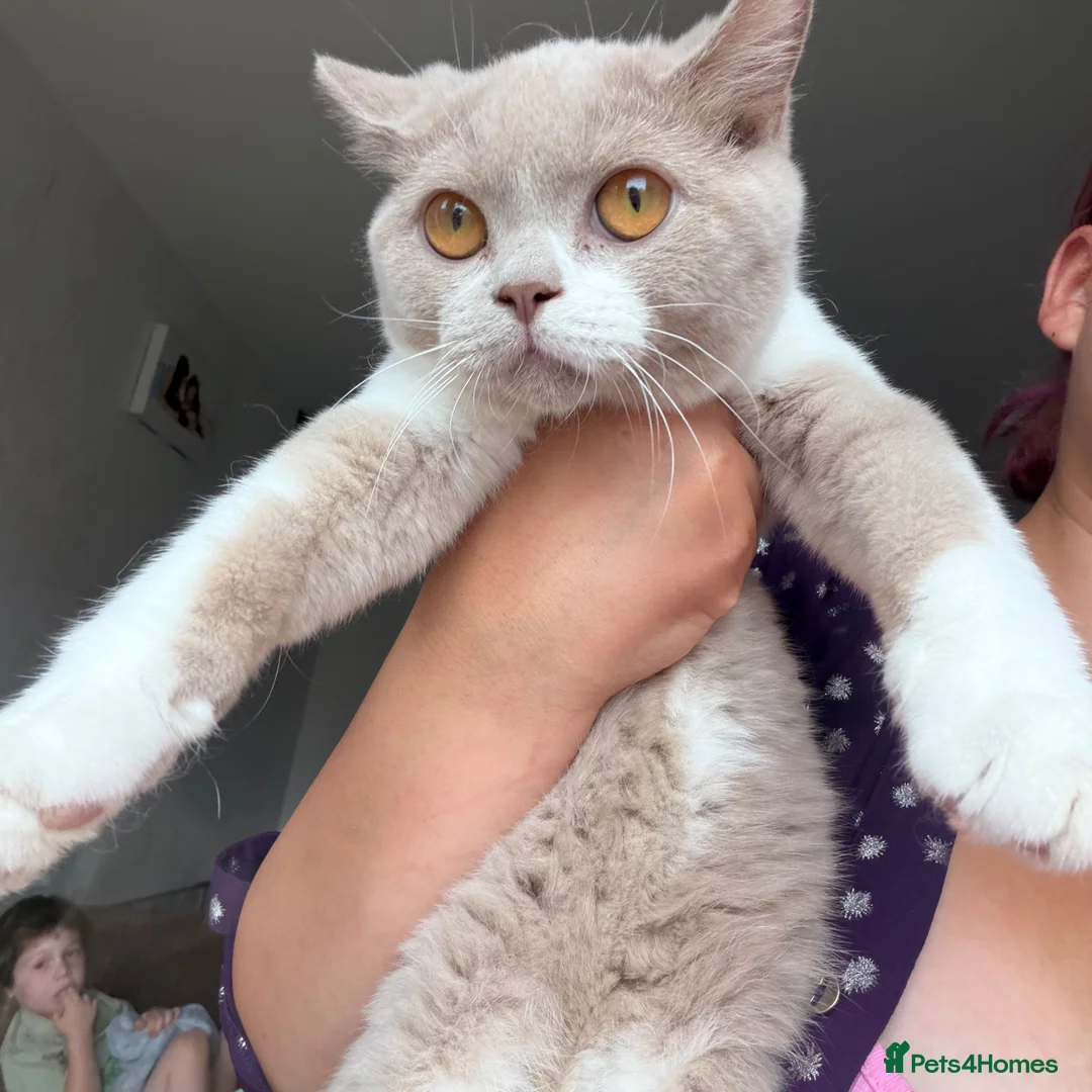 British Shorthair cats for sale: British shorthair fawn bicolour  - Advert 2