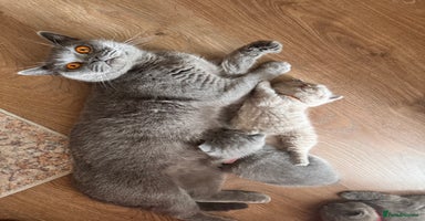 British Shorthair cats - Advert 10
