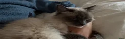 Ragdoll cats for sale: 5 years Ragdoll Male Cat Neutered loves Chicken in London - Advert 11