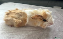 Guinea Pig rodents for sale: Stunning baby guinea pigs Abyssinian/ funkies - Image 8