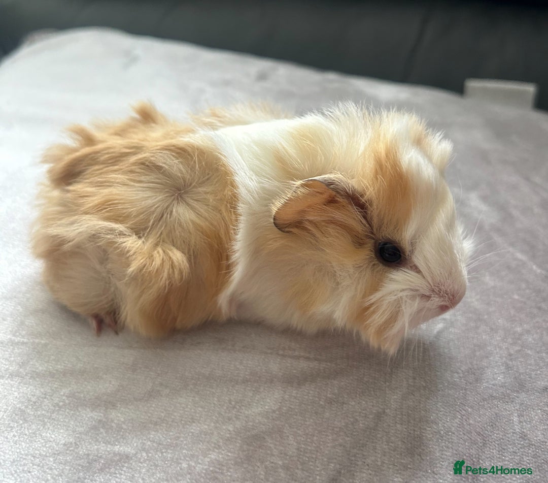 Guinea Pig rodents for sale: Stunning baby guinea pigs Abyssinian/ funkies - Image 8