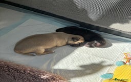 Pug dogs for sale: 2 beautiful babies - Image 2
