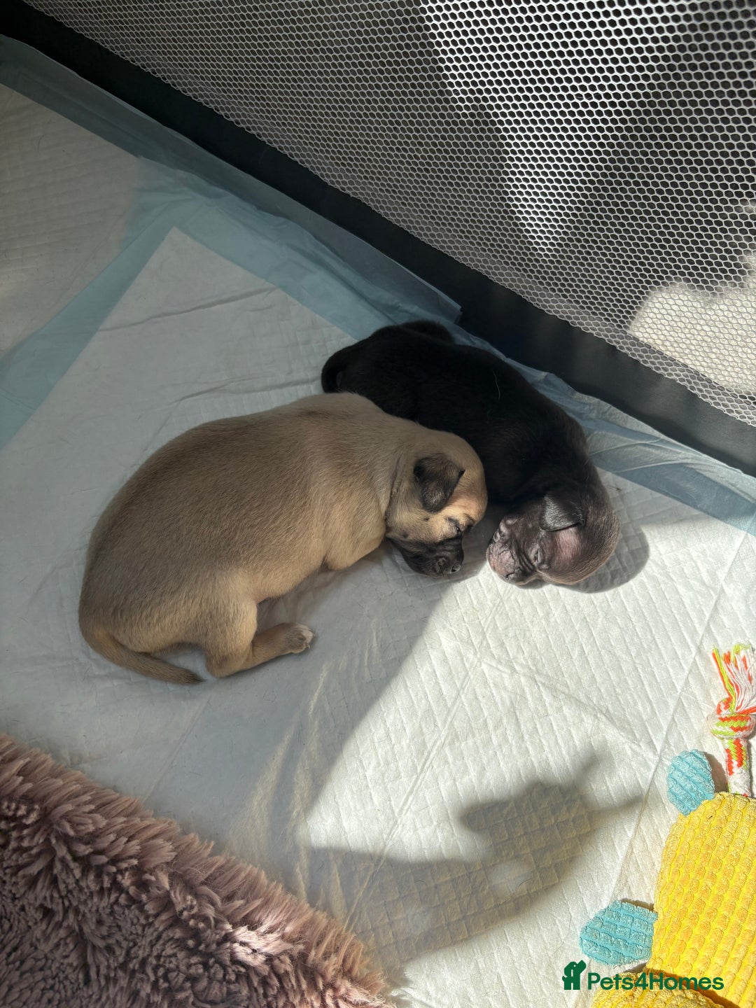 Pug dogs for sale: 2 beautiful babies - Image 2