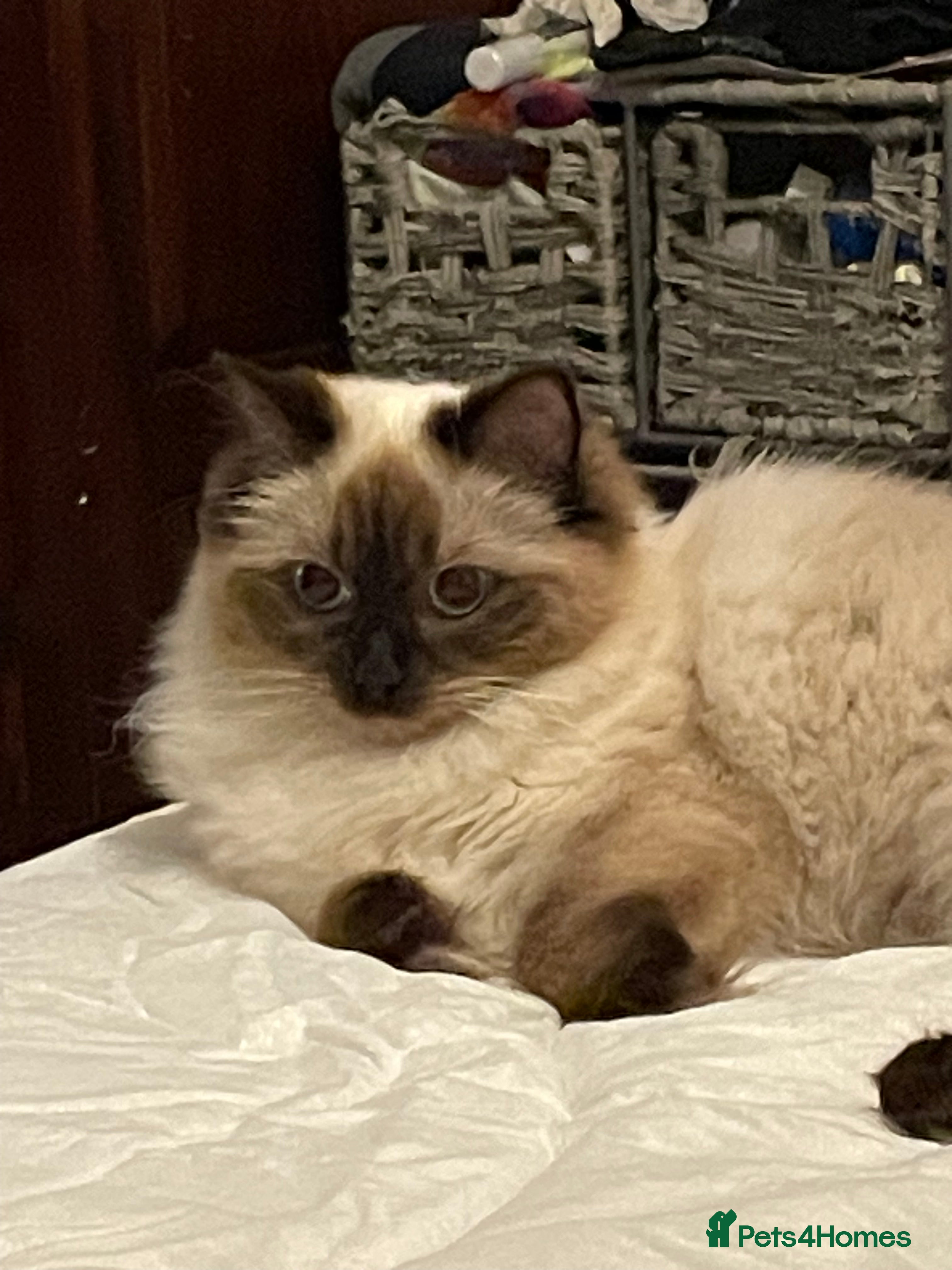 Diana
