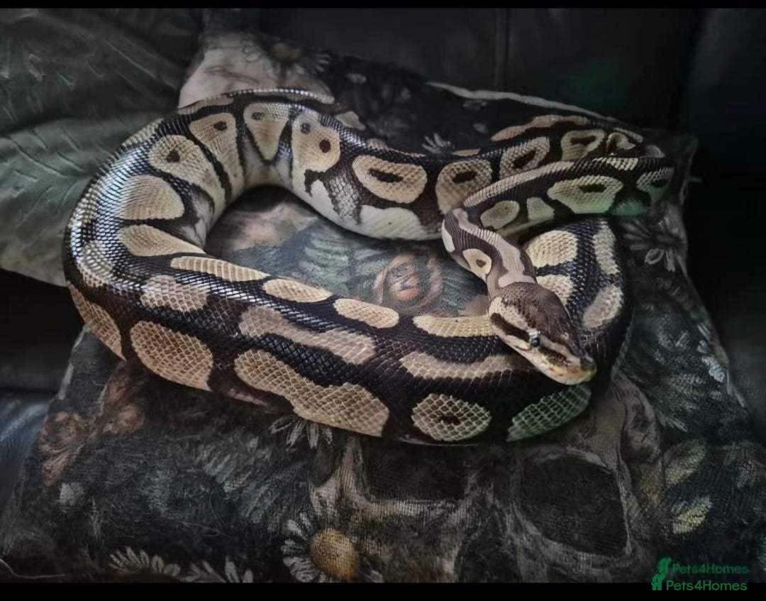 Python Snake reptiles for sale: Female royal python and full setup - Advert 3