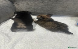 Chihuahua dogs for sale: chihuahuas puppies for sale  - Advert 9