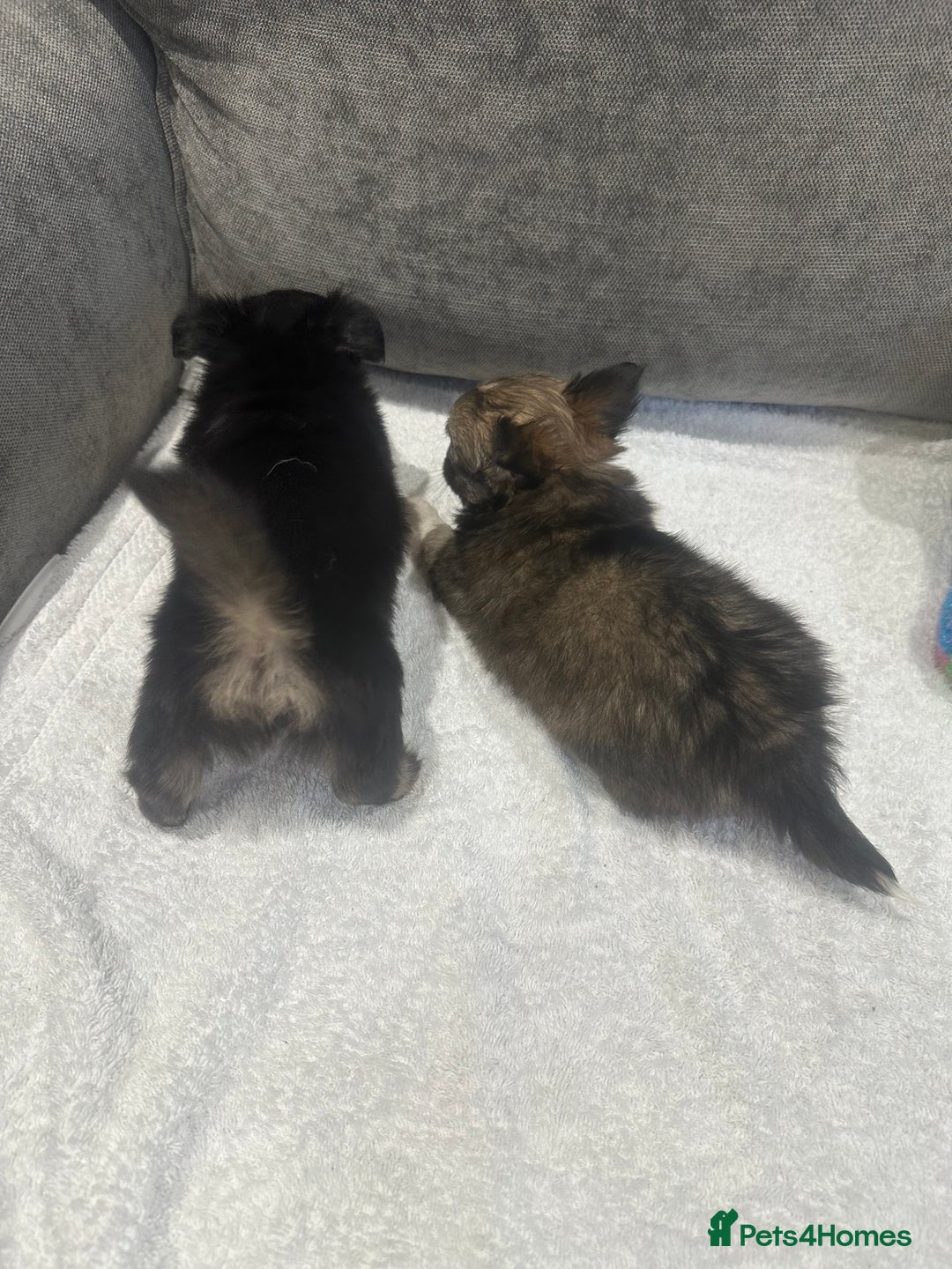 Chihuahua dogs for sale: chihuahuas puppies for sale  - Advert 9