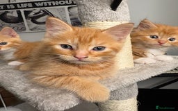 Mixed Breed cats for sale: Gorgeous Fluffy Ginger Kittens  - Image 3