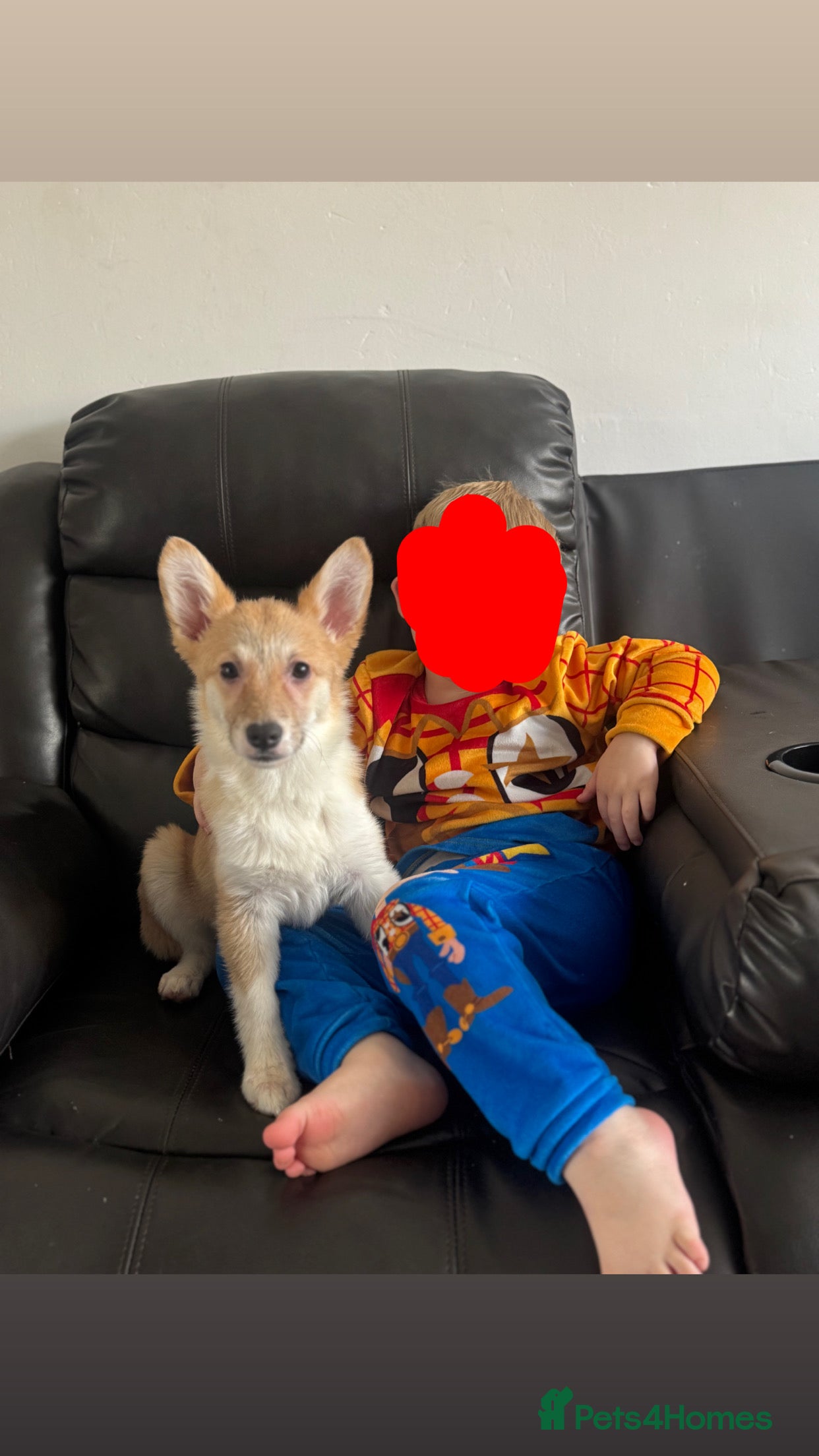 Welsh Corgi Pembroke dogs Last girl Welsh Pembroke corgi READY TO LEAVE - Advert 6