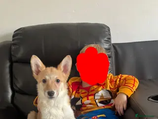 Welsh Corgi Pembroke dogs Last girl Welsh Pembroke corgi READY TO LEAVE - Advert 6