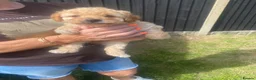 Toy Poodle dogs for sale: 🩷 Beautiful Toy Poodle Puppies 🩵 - Advert 18