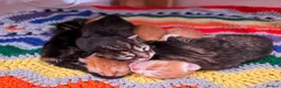 Maine Coon cats for sale: Maine Coon mixed kittens  - Advert 3