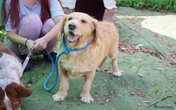 Basset Fauve De Bretagne dogs for adoption: Howie  - Image 1