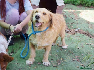 Basset Fauve De Bretagne dogs - Advert 28