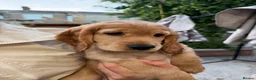 Cocker Spaniel dogs for sale: 1 Male Cocker Spaniel - Advert 18