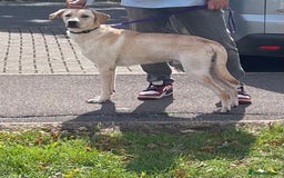 Labrador Retriever dogs for sale: Male labrador - Image 5