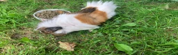 Guinea Pig rodents for sale: Two Male Guinea Pigs in Liskeard - Advert 3