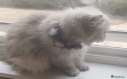 Persian cats for sale: Pure Persian 11 month old girl available now - Image 9
