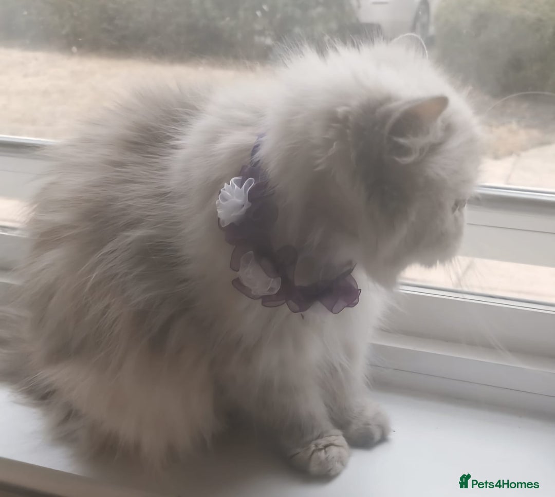 Persian cats for sale: Pure Persian 11 month old girl available now - Image 9