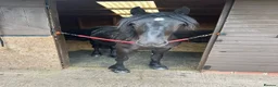 Dales horses for sale: Exceptional Dales Mare Studbook Section A in Coventry - Advert 3