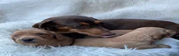 Dachshund dogs for sale: 🐾 3 Stunning Dachshund Puppies – Loving Homes ❤️ - Advert 5