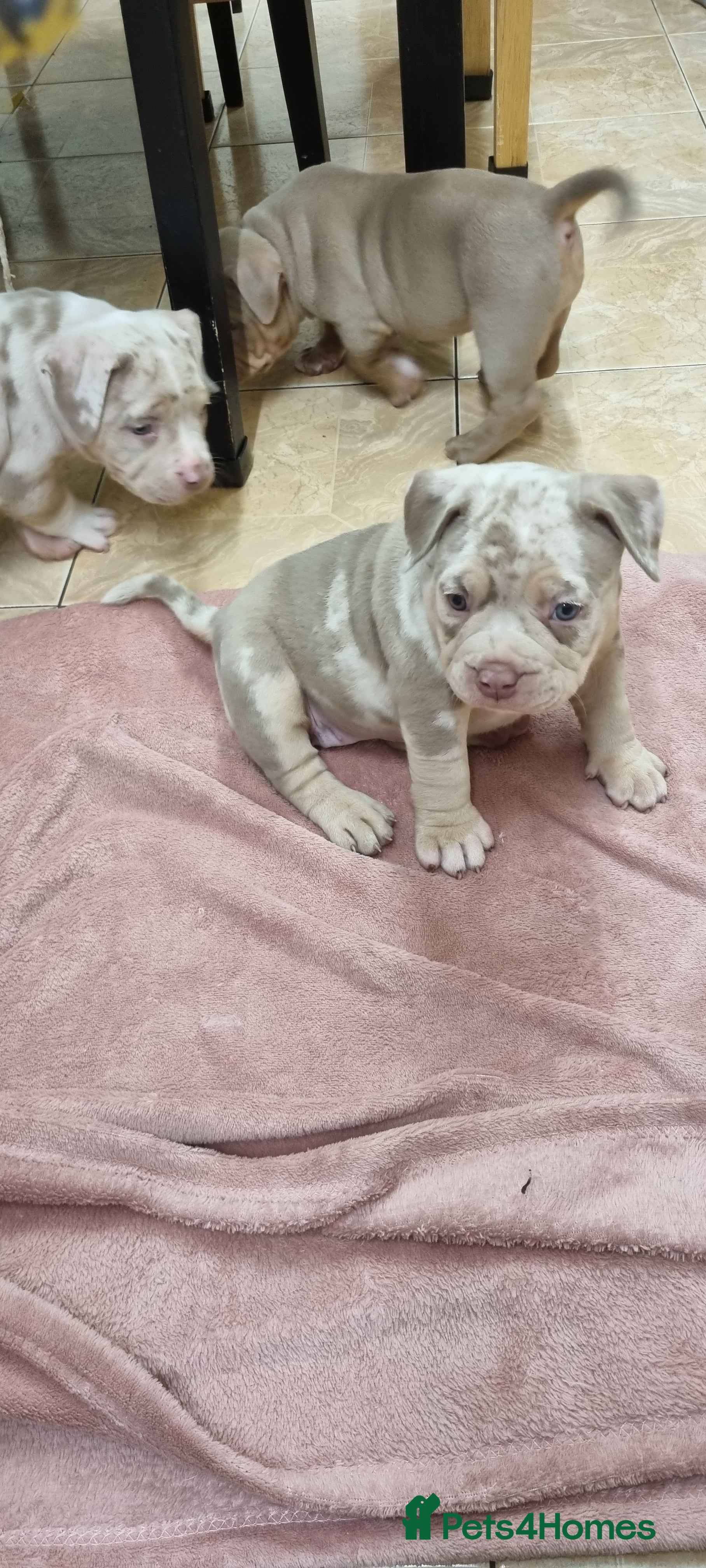 American Bully dogs American pocket bully  - Advert 2