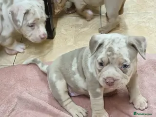 American Bully dogs American pocket bully - Advert 1