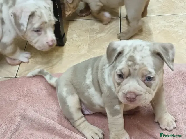 American Bully dogs for sale: American pocket bully - Advert 2