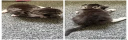 Mixed Breed cats for sale: 3 girls  in Nottingham - Advert 2