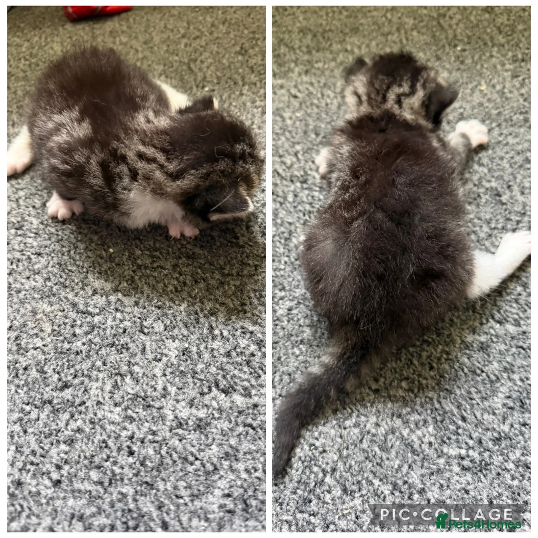 Mixed Breed cats for sale: 3 girls  in Nottingham - Advert 2