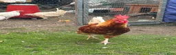 Chickens poultry for sale: rooster  - Advert 4
