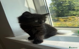 Persian cats for sale: Persian BSH kittens ready next weekend - Image 17