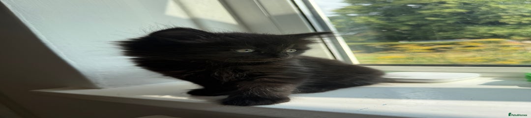 Persian Kitten 3