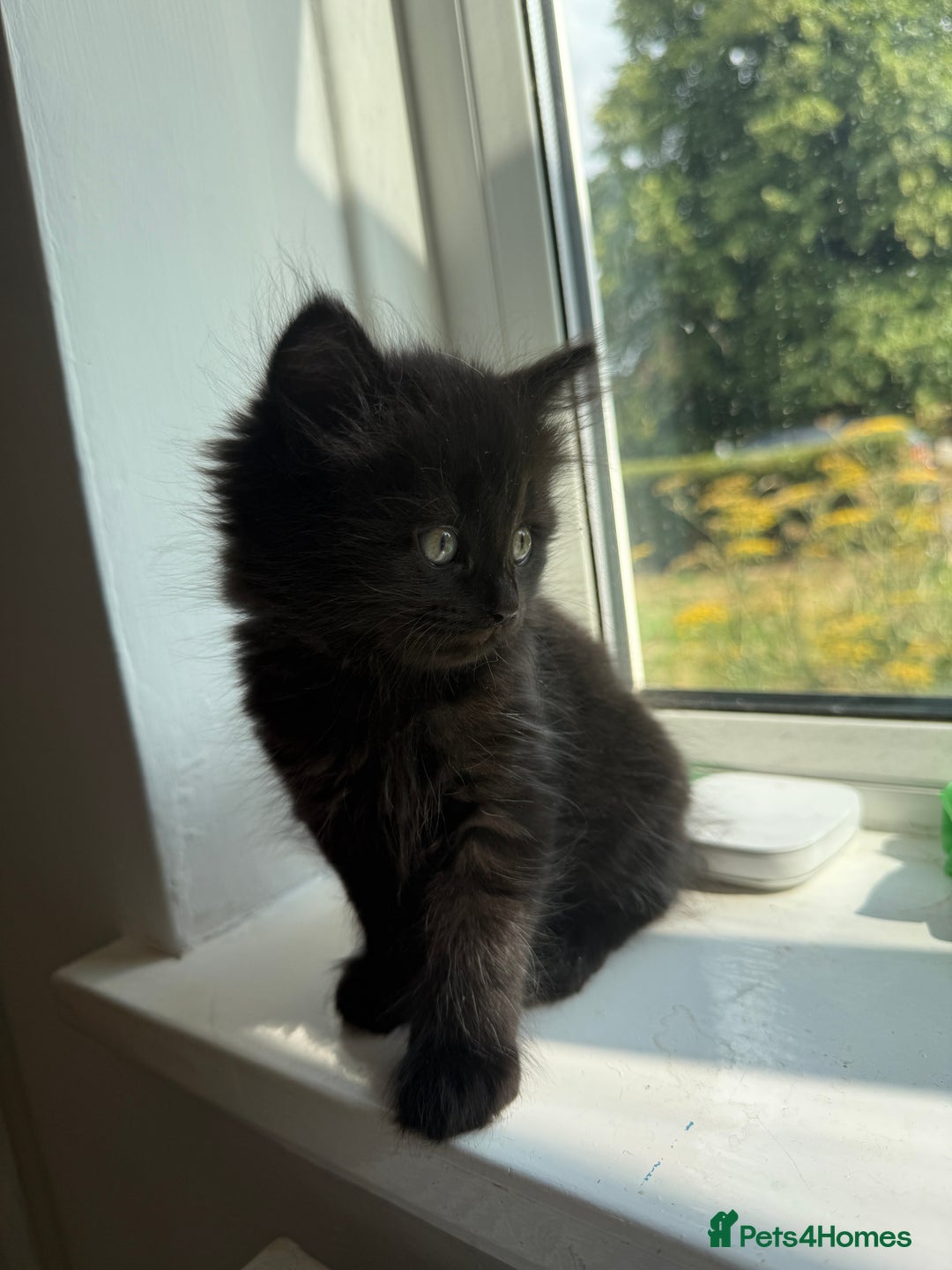 Persian cats for sale: Persian BSH kittens ready next weekend - Image 17