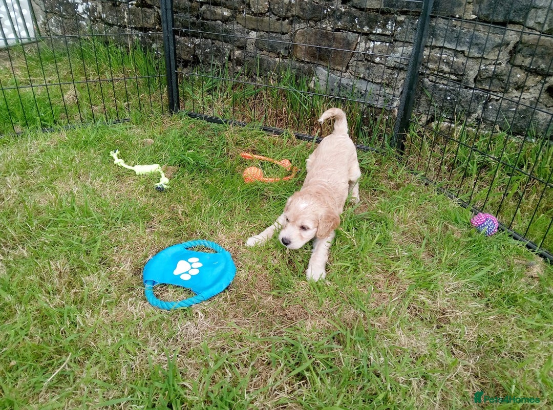 Cockapoo dogs for sale: ⭐️VERY RARE TOY Cockapoo Puppies⭐️🐶 - Image 30