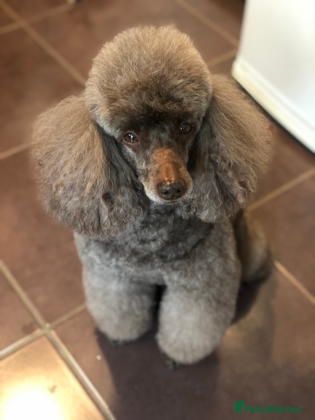Miniature Poodle dogs for stud: Show Champion, Brown, Miniature Poodle Stud in Bristol - Advert 1