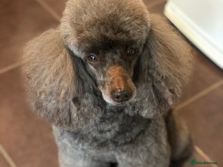 Miniature Poodle dogs in Bristol - Advert 17