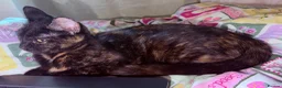 British Shorthair cats for sale: 3 Black Kittens - Advert 1